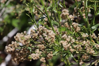 Baccharis sergiloides, photographed by Millie Basden