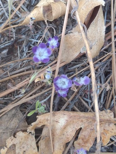 Phacelia davidsonii, photographed by Michele Jones