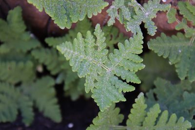 Pentagramma rebmanii, photographed by Millie Basden