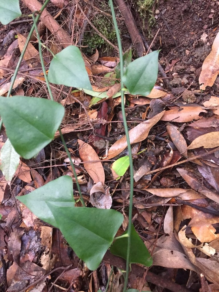 Smilax canariensis, photographed by Andre Hosper