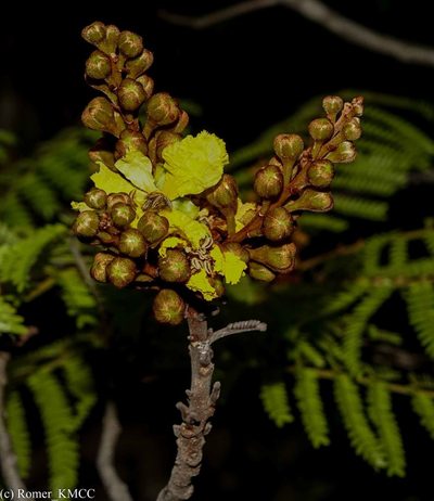 Bussea perrieri, photographed by Romer N. Rabarijaona