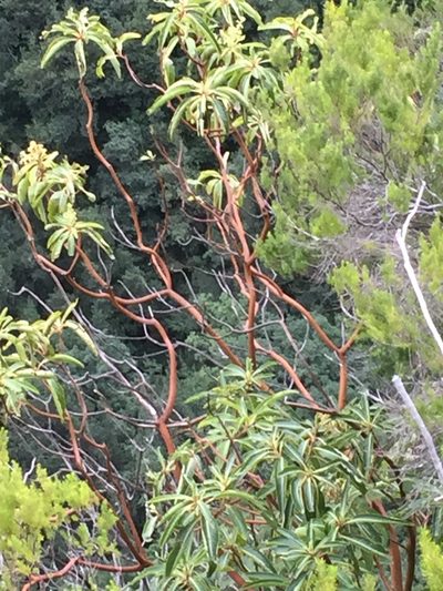 Arbutus canariensis, photographed by Andre Hosper