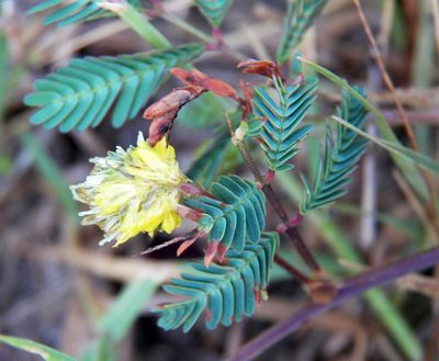 Neptunia pubescens, photographed by Diana Foreman