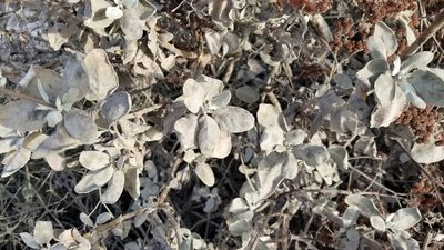 Eriogonum giganteum, photographed by Dan Horowitz