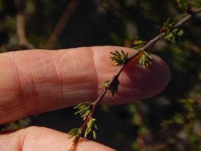 Cliffortia juniperina, photographed by melda