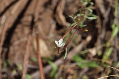 Clarkia epilobioides, photographed by Millie Basden
