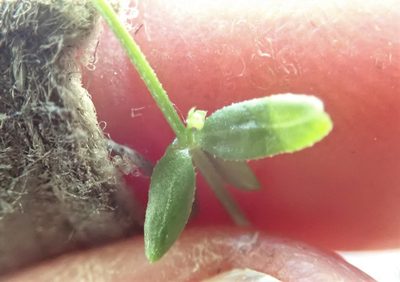Galium porrigens, photographed by Millie Basden