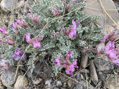 Astragalus utahensis, photographed by brunsonm