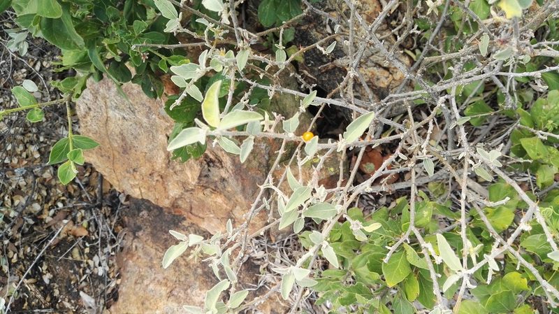 Solanum catombelense, photographed by Marianne Le Roux
