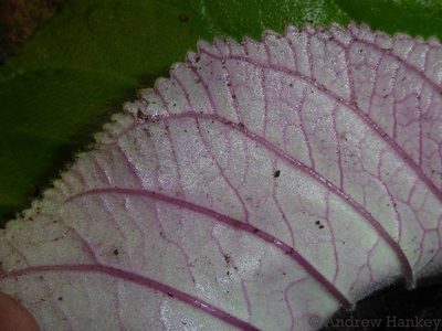 Streptocarpus saundersii, photographed by Andrew Hankey