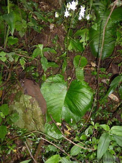 Streptocarpus saundersii, photographed by Andrew Hankey