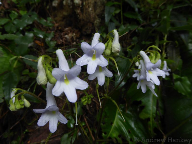 Streptocarpus saundersii, photographed by Andrew Hankey