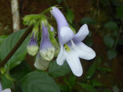 Streptocarpus saundersii, photographed by Andrew Hankey