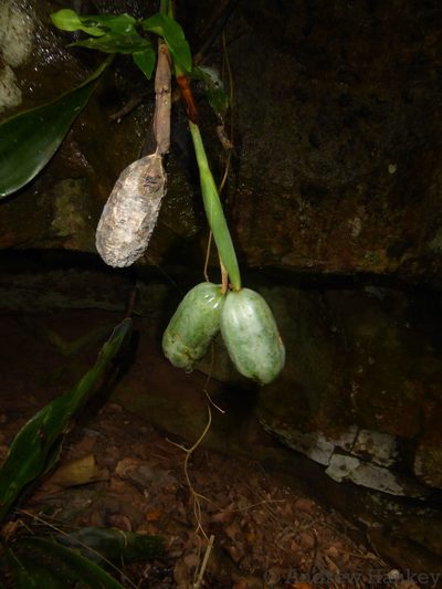 Dietes butcheriana, photographed by Andrew Hankey