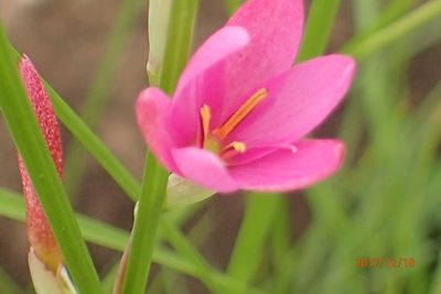 Hesperantha baurii, photographed by Peter Warren