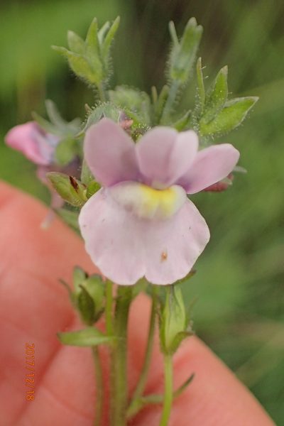 Nemesia denticulata, photographed by Peter Warren