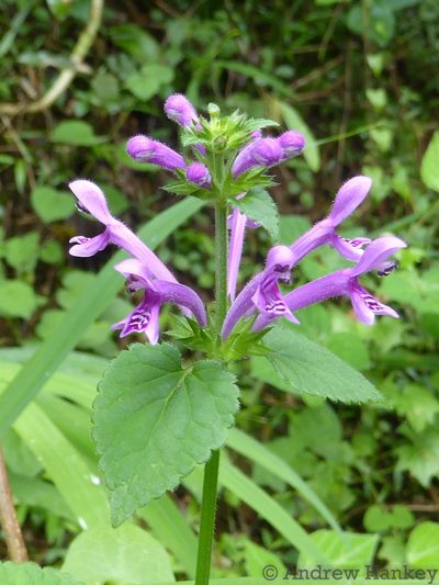 Stachys tubulosa, photographed by Andrew Hankey