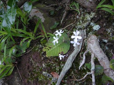Streptocarpus prolixus, photographed by Andrew Hankey