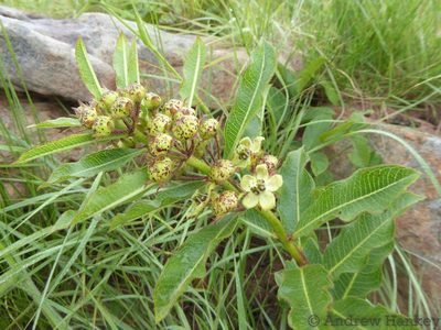Pachycarpus asperifolius, photographed by Andrew Hankey