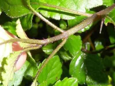 Plectranthus elegantulus, photographed by Andrew Hankey