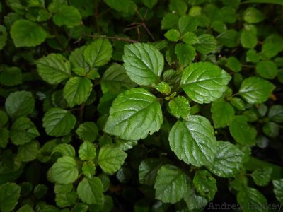 Plectranthus elegantulus, photographed by Andrew Hankey