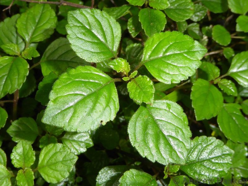 Plectranthus elegantulus, photographed by Andrew Hankey