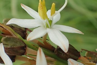 Chlorophytum krookianum, photographed by Peter Warren