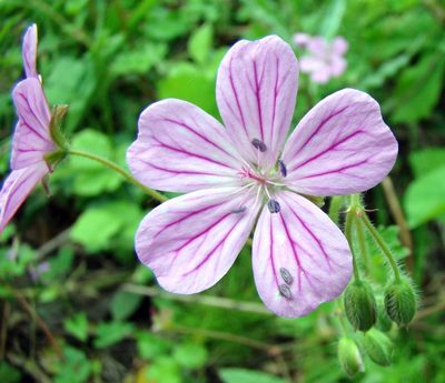 Geranium albanum, photographed by katunchik