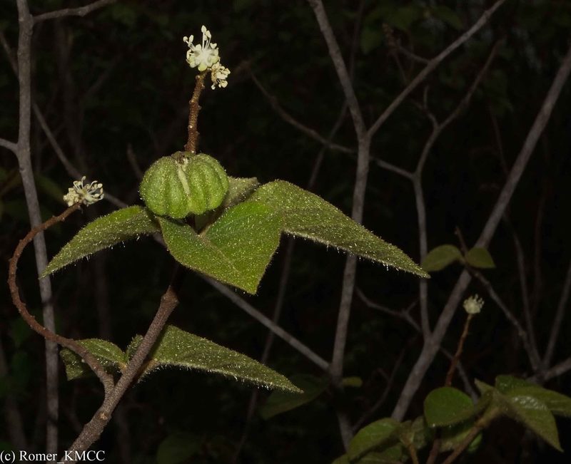 Croton danguyanus, photographed by Romer N. Rabarijaona