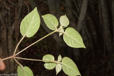 Croton danguyanus, photographed by Romer N. Rabarijaona