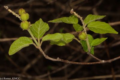 Croton danguyanus, photographed by Romer N. Rabarijaona