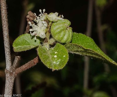 Croton danguyanus, photographed by Romer N. Rabarijaona