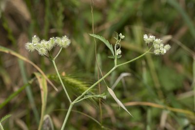 Torilis leptophylla, photographed by Eleftherios Katsillis