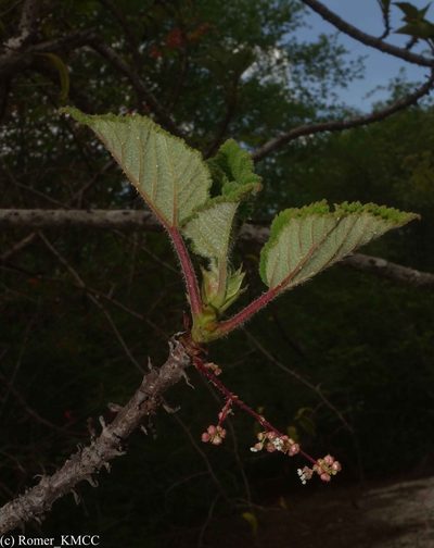 Obetia radula, photographed by Romer N. Rabarijaona