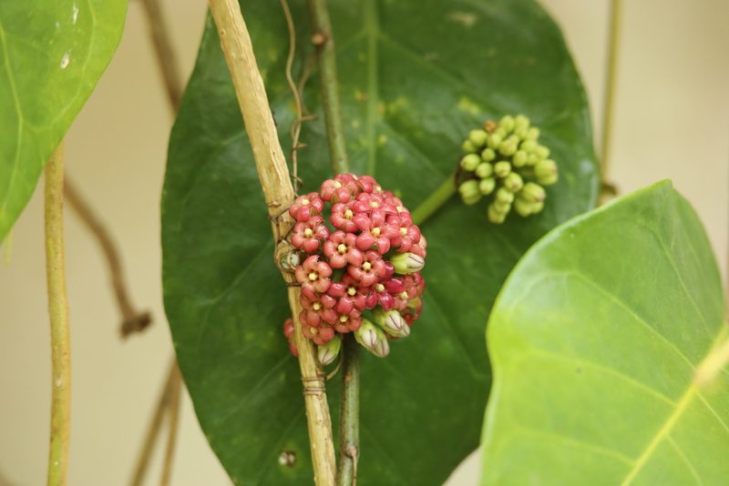 Ruehssia macrophylla, photographed by Aitor