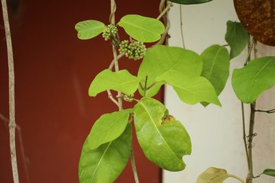 Ruehssia macrophylla, photographed by Aitor