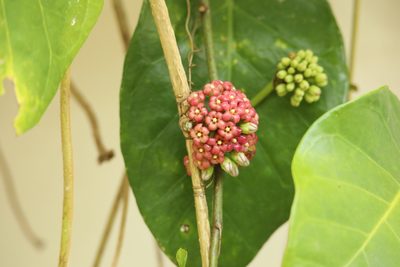 Ruehssia macrophylla, photographed by Aitor