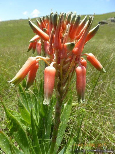 Aloe neilcrouchii, photographed by Andrew Hankey
