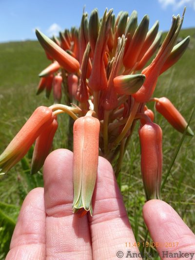 Aloe neilcrouchii, photographed by Andrew Hankey