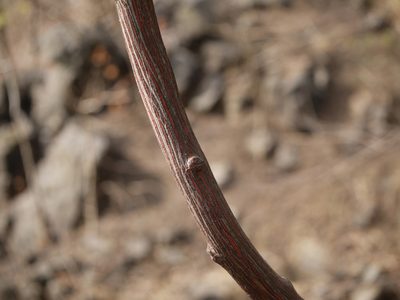 Ventilago denticulata, photographed by Dinesh Valke
