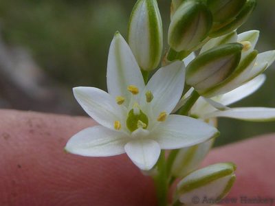Nicipe graminifolia, photographed by Andrew Hankey