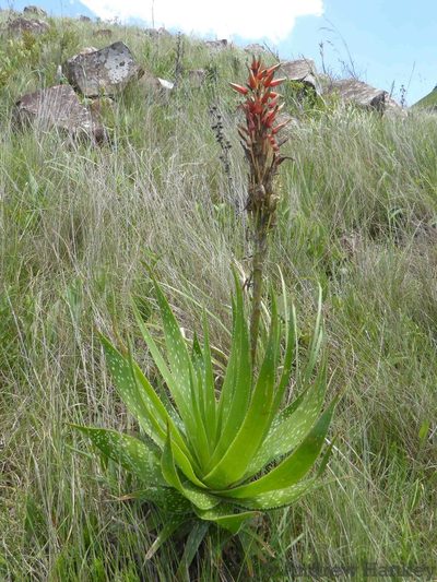Aloe neilcrouchii, photographed by Andrew Hankey