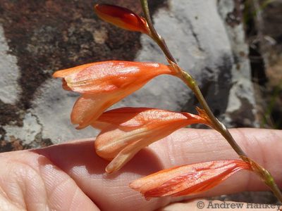 Tritonia disticha, photographed by Andrew Hankey