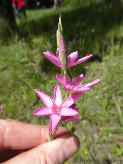 Hesperantha baurii, photographed by Andrew Hankey