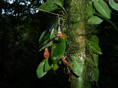 Restrepia elegans, photographed by Thibaud Aronson