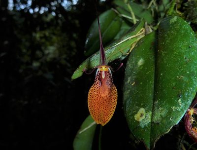 Restrepia elegans, photographed by Thibaud Aronson