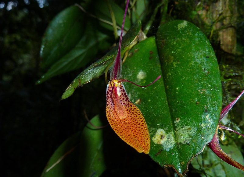 Restrepia elegans, photographed by Thibaud Aronson