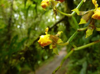 Cyrtochilum meirax, photographed by Thibaud Aronson