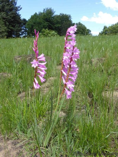 Watsonia canaliculata, photographed by Andrew Hankey