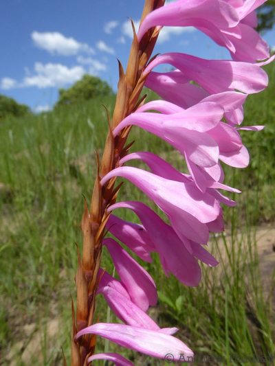 Watsonia canaliculata, photographed by Andrew Hankey